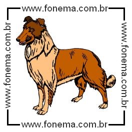 Cachorro