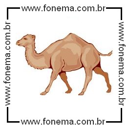Dromedário
